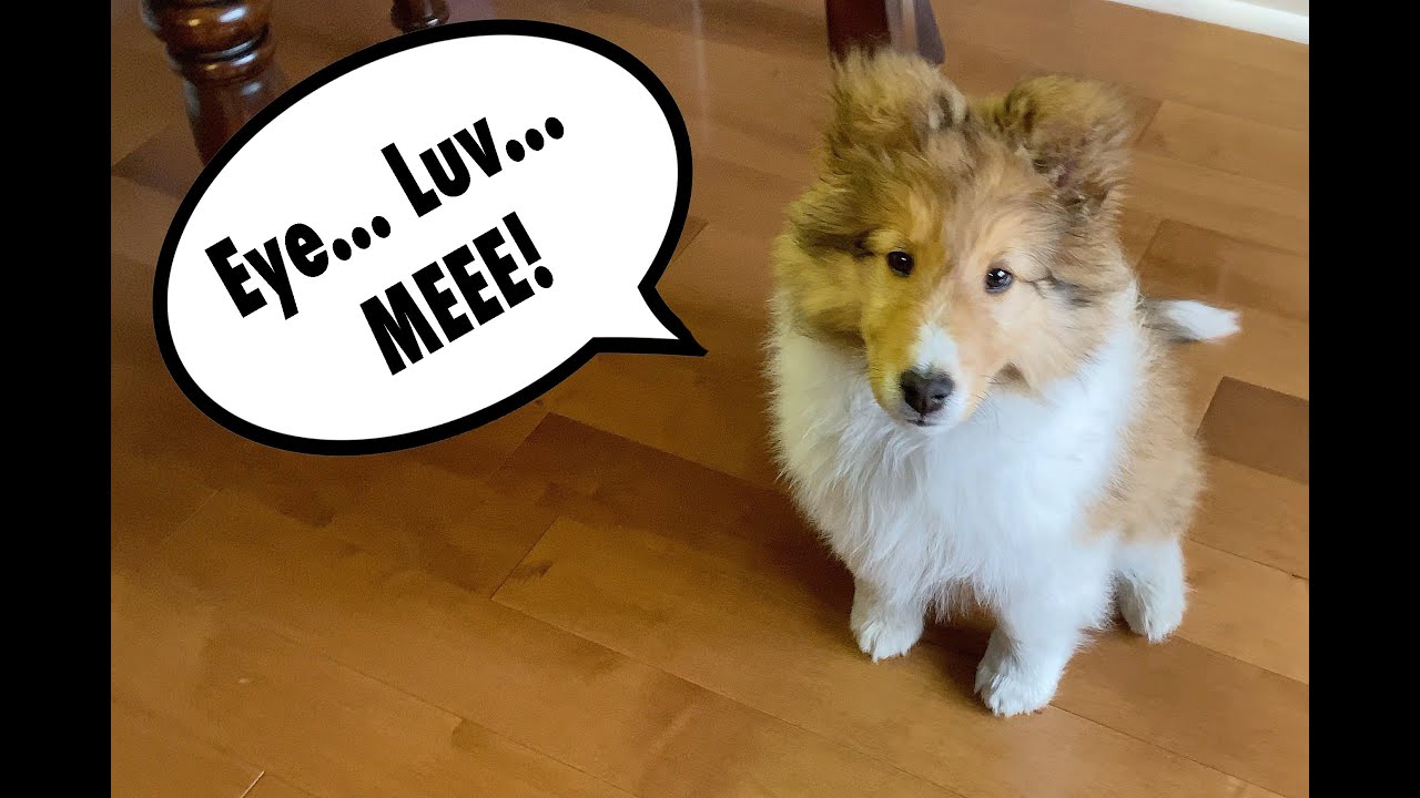 Our Puppy's FIRST WORDS! 👶🏻🐶 A Biscuit Talky Cricket "the Sheltie