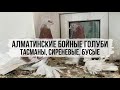 Алматинские бойные голуби Эльдара, Казахстан, г. Алматы / Бой, тяга, винт