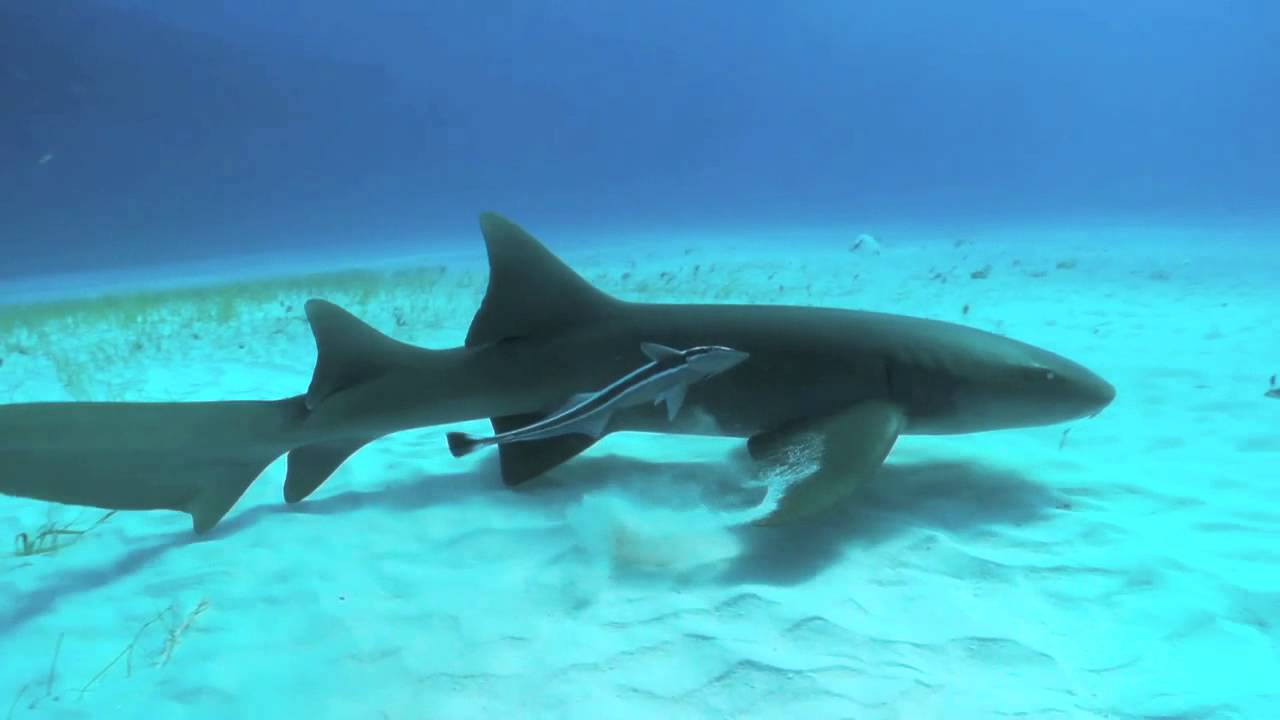 QUO en 30 Segundos El Tiburón Gata YouTube