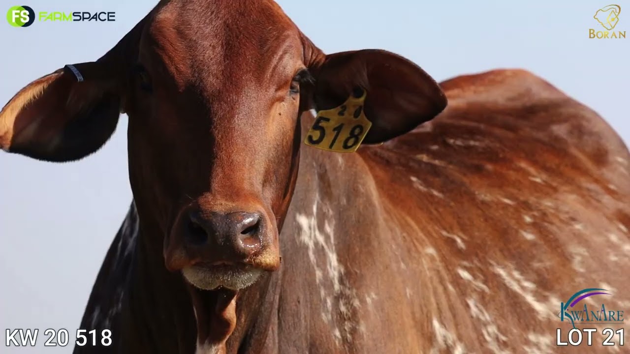 Lot 21 | KW 20-518 | Kwanare | Road to the Boran National Auction | 15 July 2023