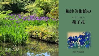 【新緑の根津美術館】燕子花（カキツバタ）と業平