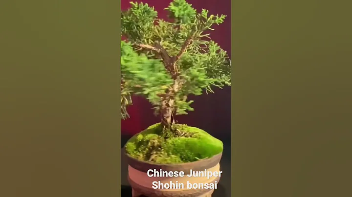 Chinese juniper shohin bonsai