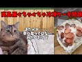 猫ミームでわかる高島屋ぐちゃぐちゃ冷凍ケーキ問題#猫ミーム #猫マニ #猫ミーム茶番劇