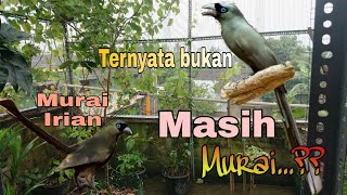 Rilis Murai Irian (Tangkar Centrong)  ke Aviary Atap Rumah