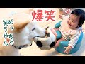 柴犬が遊んでると心配になるくらい大爆笑する赤ちゃん