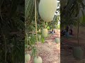 Mango 🥭 Farm - మామిడి 🥭 తోట