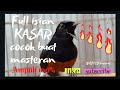 Murai Batu Gacor Full Isian Kasar Masteran Murai Mp3 - Mp4 Download
