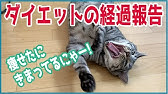 豆知識 猫が飼い主に背中を向ける理由 Youtube 豆知識 猫が飼い主に背中を向ける理由 Youtube
