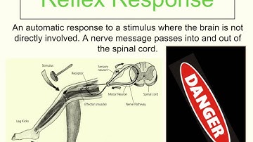 Coordination and Control (Part 2 of 3) - Stimulus-Response Model and Reflex Response