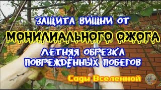 Александр Петров. Обработка вишни от монилиоза, часть 2