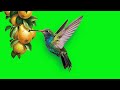 GREEN SCREEN hummingbird with flowers and fruits effects Footage HD | birds flying chroma key NCR