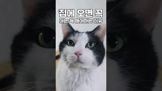 기분따라 다른 목소리로 말하는 고양이