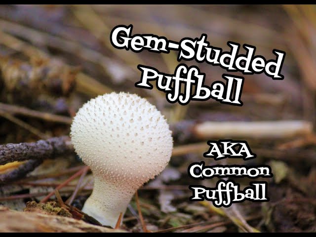 Gem-studded Puffballs – VIRGINIA WILDFLOWERS