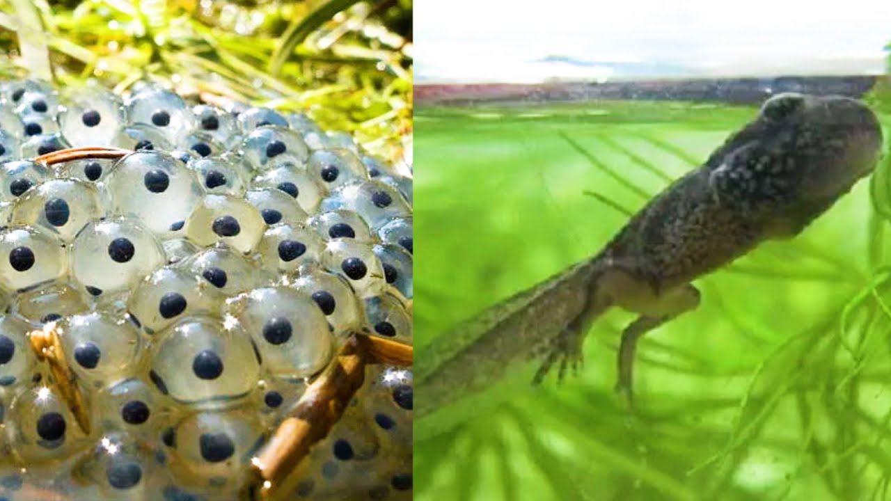 Я ВЫРАСТИЛ ЛЯГУШКУ ИЗ ИКРЫ!!! Смотри как я это сделал! Видео ...