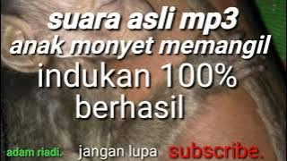 suara anak monyet memanggil indukan.