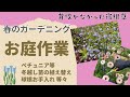 《春にやっておきたいお庭作業》冬越しペチュニア植え替え／ムスカリ・スイセン・チューリップ球根お手入れ／クレマチスの誘引が楽になるアイテム／天に召された高かった宿根草(TT)