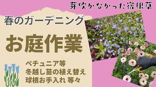 《春にやっておきたいお庭作業》冬越しペチュニア植え替え／ムスカリ・スイセン・チューリップ球根お手入れ／クレマチスの誘引が楽になるアイテム／天に召された高かった宿根草(TT)