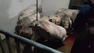 Pig Slaughter - Slaughterhouse high voltage electric hemp fat pig