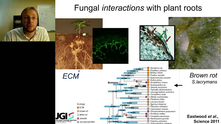 Igor Grigoriev - Fungal Genomics for Energy and Environment - DayDayNews