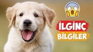 KÖPEKLERİN GÜNDE KAÇ SAAT UYUDUGUNU BİLİYORMUSUNUZ?HAYVAN BELGESELİ 1#