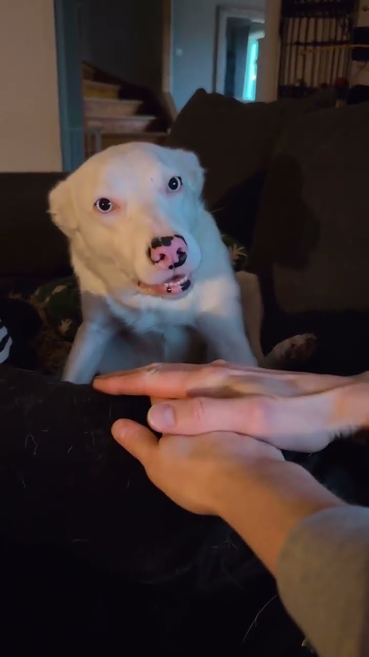 Foster Dog Is On Board || ViralHog