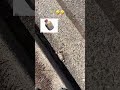 We found crude explosives 🤣#fypシ゚viral #gaming #funny #arcraiders #comedy #shorts