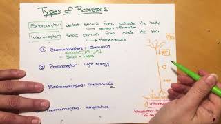 Types of Sensory Receptors