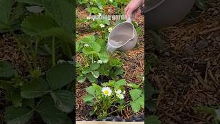 Half a teaspoon per bucket of water for strawberries during flowering #strawberry #fertilizer