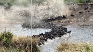 Great Migration River Crossing at Maasai Mara River - Serengeti National Park, Tanzania -Aug 2, 2026