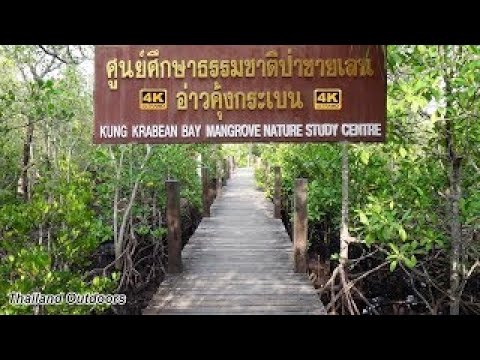 Walking through Thailand's biggest Mangrove Swamp, the work done here is amazing.