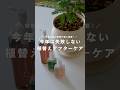 【初心者必見】今年は失敗しない植替えアフターケア #観葉植物 #肥料 #PR