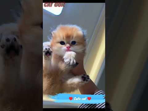 cat video A beautiful friendship little kitten so cute a beautiful moment #shorts #cat cats #532