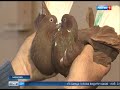 Птицы счастья: дончанин Арнольд Вышварков уже 40 лет разводит голубей