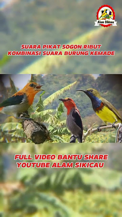 SUARA PIKAT SOGON RIBUT KOMBINASI SUARA BURUNG KEMADE #sogon #pikatburcil #kemade #kemadegacor