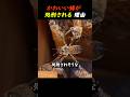 かわいい蜂が処刑される理由