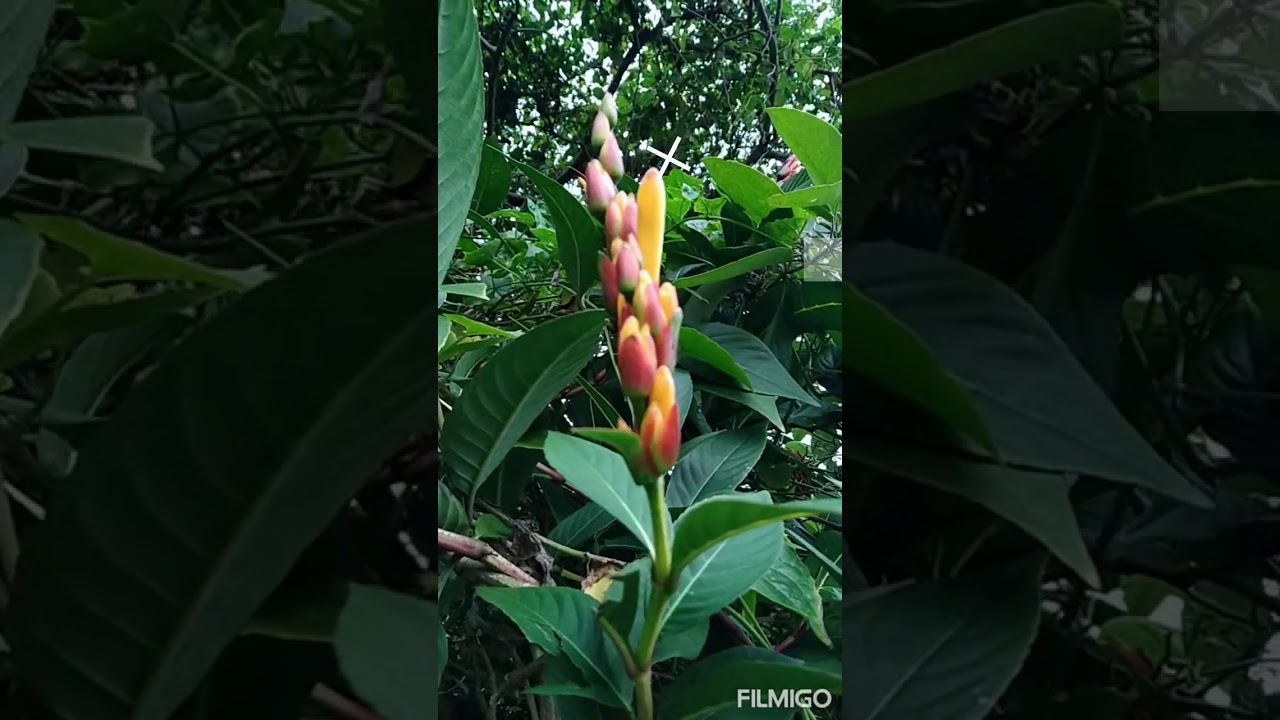 BUNGA FLAME IRIAN COKLAT II Tanaman flame Irian coklat tumbuh subur dan