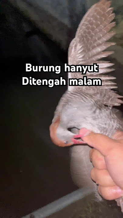 Birds drifting at night to the coffee shop #birds #chirpingmania #sintarbirds #birdhobby