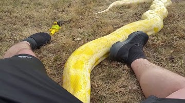 BURMESE PYTHON LOOSE OUTSIDE!
