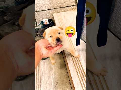 جرو دوار خارق فيديو قصير جرو حيوانات أليفة لطيف