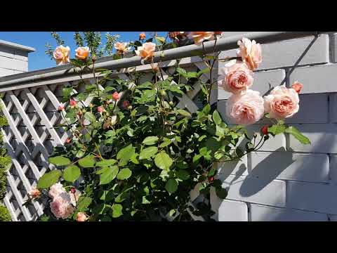 Video: Garden Center 