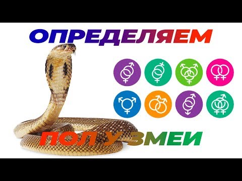 Как определить пол змеи