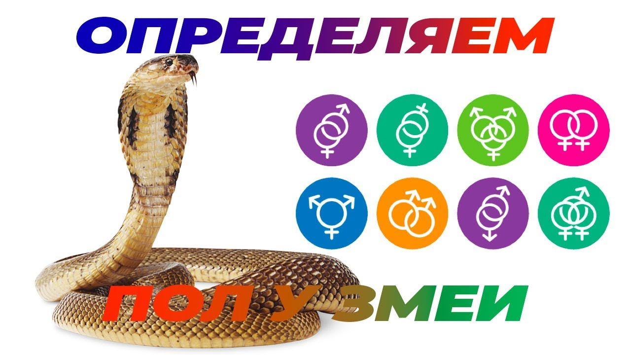 Как отличить змей