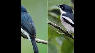 Suara pikat burung jingjing