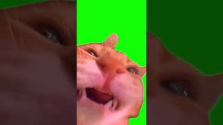 Green Screen Talking Cat Meme #greenscreen