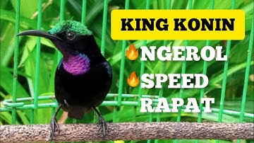KING KONIN NGEROL SPEED RAPAT SUPER MEWAH cocok buat pancingan cepat gacor