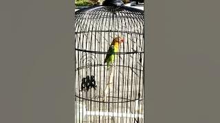 Masteran Love Bird Baby Balibu ngetik ngekek pancingan maut