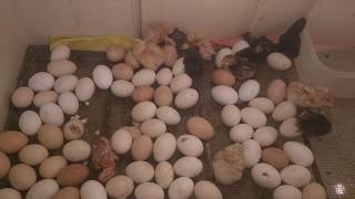 Nuevos nacimientos de pollitos| Incubadora Casera Súper Eficiente