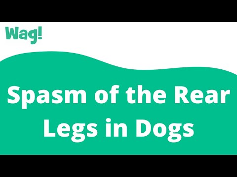 Video: Spasm Ng Rear Legs Sa Mga Aso