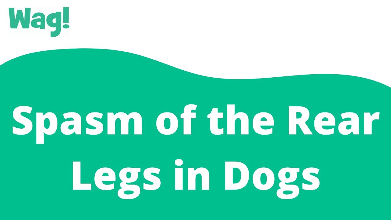 Spasm Of The Rear Legs In Dogs Wag YouTube spasm-of-the-rear-legs-in-dogs-wag-youtube