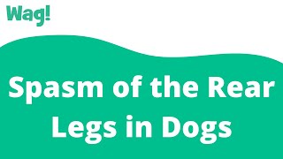 Spasm of the Rear Legs in Dogs | Wag